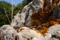 Caloplaca marina overgrown on rock Royalty Free Stock Photo