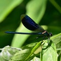 Caloptery virgo dragonfly Royalty Free Stock Photo