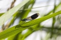 Calopteryx splendens, Banded Demoiselle, male dragonfly from Lower Saxony, Germany