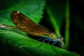 Calopteryx splendens a damselfly full of colors