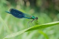 Calopteryx splendens