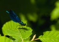 Calopteryx virgo