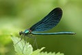 Calopteryx virgo Royalty Free Stock Photo