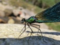 Calopteryx virgo Royalty Free Stock Photo