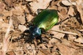 Calosoma sycophanta Royalty Free Stock Photo