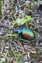 Calosoma sycophanta Royalty Free Stock Photo