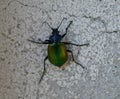 Calosoma sycophanta Royalty Free Stock Photo