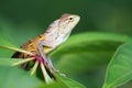 Calotes Indian lizard Royalty Free Stock Photo