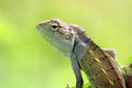 Calotes Indian lizard Royalty Free Stock Photo