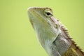 Calotes Indian lizard Royalty Free Stock Photo