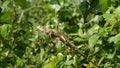 Calotes Indian Lizard Royalty Free Stock Photo