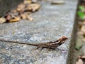 Calotes versicolor Daudin, Oriental eastern garden lizard Royalty Free Stock Photo