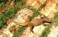 Calotes versicolor giant garden lizard outdoor awaiting for its food