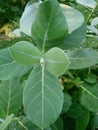 Calotrips Gigantea or Arka Leaf/Leaves Indian name Beautiful Green Leaves/Leafs. Royalty Free Stock Photo