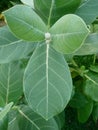 Calotrips Gigantea or Arka Leaf/Leaves Indian name Beautiful Green Leaves/Leafs. Royalty Free Stock Photo