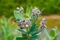 Calotropis giantea or Crown flower white green leaves Royalty Free Stock Photo