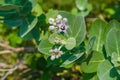 Calotropis giantea or Crown flower white green leaves Royalty Free Stock Photo