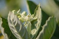 Calotropis giantea or Crown flower white green leaves Royalty Free Stock Photo