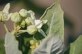 Calotropis giantea or Crown flower white green leaves Royalty Free Stock Photo