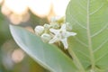 Calotropis giantea or Crown flower white green leaves Royalty Free Stock Photo