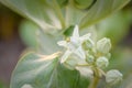 Calotropis giantea or Crown flower white green leaves Royalty Free Stock Photo