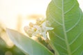 Calotropis giantea or Crown flower white green leaves Royalty Free Stock Photo