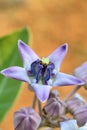 Calotropis gigantea crown flower Royalty Free Stock Photo
