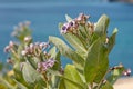 Calotropis gigantea or Crown Flower. Bali, Indonesia.