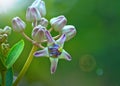 Calotropis Gigantea, Crown Flower Royalty Free Stock Photo