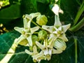 Calotropis gigantea, the crown flower. Royalty Free Stock Photo