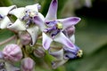 Calotropis gigantea, Crown flower Royalty Free Stock Photo