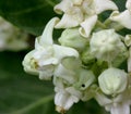 Calotropis gigantea, Crown flower Royalty Free Stock Photo