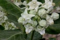 Calotropis gigantea, Crown flower Royalty Free Stock Photo