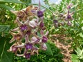 Crown flower - Giant indian milkweed flower