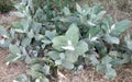 Calotropis gigantea, the crown flower growing in the wild Royalty Free Stock Photo