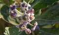 Calotropis gigantea crown flower purple flower booming on tree in the garden. Royalty Free Stock Photo