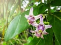 Calotropis gigantea crown flower purple flower booming on tree Royalty Free Stock Photo