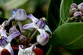 Calotropis gigantea, Crown flower Royalty Free Stock Photo