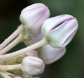 Calotropis gigantea, Crown flower Royalty Free Stock Photo