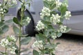 Calotropis gigantea, Crown flower Royalty Free Stock Photo