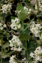 Calotropis gigantea, Crown flower Royalty Free Stock Photo