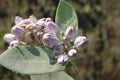 Giant Calotrope Plant lavender Flower