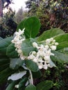 Calotropis gigantea flower Crown flower has two layers, white and purple. Royalty Free Stock Photo