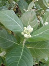 Calotropis gigantea flower Crown flower has two layers, white and purple. Royalty Free Stock Photo