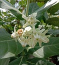 Calotropis gigantea flower Crown flower has two layers, white and purple, often popular with hundreds of Dahlia flowers Royalty Free Stock Photo