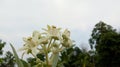 Calotropis gigantea flower Crown flower ,White Calotropis blooming. Royalty Free Stock Photo