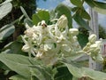 Calotropis gigantea flower Crown flower has two layers, white and purple, often popular with hundreds of Dahlia flowers Royalty Free Stock Photo