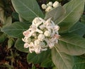 Calotropis gigantea flower Crown flower has two layers, white and purple, often popular with hundreds of Dahlia flowers Royalty Free Stock Photo