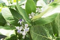 Calotropis gigantea flower has two layers, white and purple, often popular with hundreds of Dahlia flowers as a Royalty Free Stock Photo