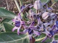 Calotropis gigantea flowers are blooming very beautiful